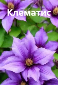 Аудиокнига - Клематис. Анна Ивановa - слушать в Литвек