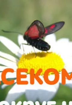 Обложка книги - Зачем тебе жужжать, если ты не пчела? Европейская символика образа - Пономарева Валентина