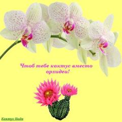 Обложка книги - Чтоб тебе кактус вместо орхидеи! (СИ) - Надя Кактус