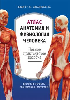 Обложка книги - Атлас: анатомия и физиология человека. Полное практическое пособие - Елена Юрьевна Зигалова