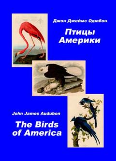 Книга - Птицы Америки. Альбом с иллюстрациями. Джон Джеймс Одюбон - читать в Литвек