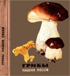 Обложка книги - Грибы наших лесов - К В Шульга