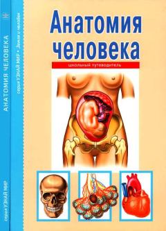 Обложка книги - Анатомия человека - Сергей Юрьевич Афонькин