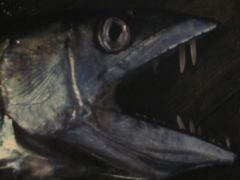 Обложка книги - Кусающие рыбы - Владимир Васильевич Коркош (Korkosh)