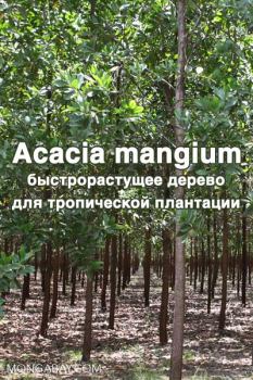 Обложка книги - Acacia mangium  Willd. - быстрорастущее дерево для тропической плантации - Maheshwar Hegde