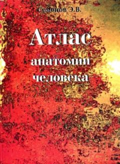 Книга - Атлас анатомии человека. Эдуард Викторович Семенов - читать в Литвек