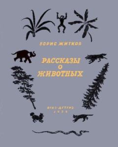 Книга - Рассказы о животных. Борис Степанович Житков - читать в Литвек