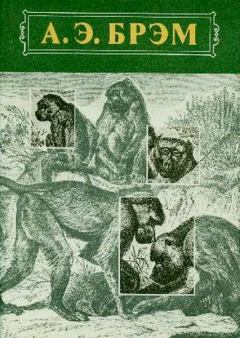 Книга - Жизнь животных Том I Млекопитающие. Альфред Эдмунд Брэм - прочитать в Литвек