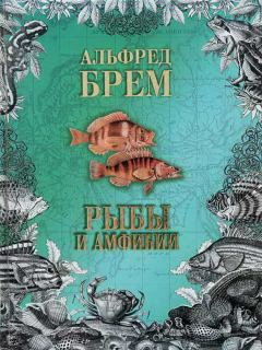 Обложка книги - Жизнь животных. Рыбы и амфибии - Альфред Брем