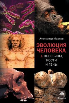 Книга - Эволюция человека. Книга 1. Обезьяны, кости и гены. Александр (2) Владимирович Марков (биолог) - читать в ЛитВек