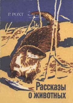 Обложка книги - Рассказы о животных - Рихард Рохт