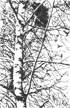 Обложка книги - Гнездо над крыльцом - Леонид Леонидович Семаго