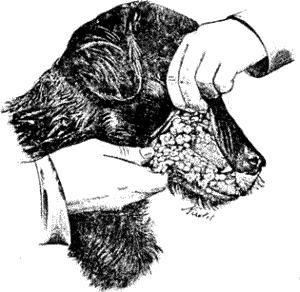Болезни собак. Краткое руководство. Наружные болезни. Иллюстрация № 47