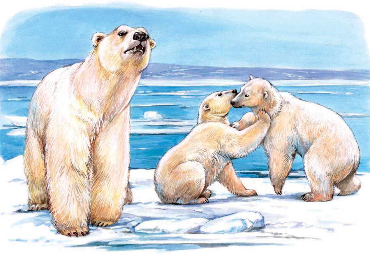 Обитатели льдов. Иллюстрация № 23