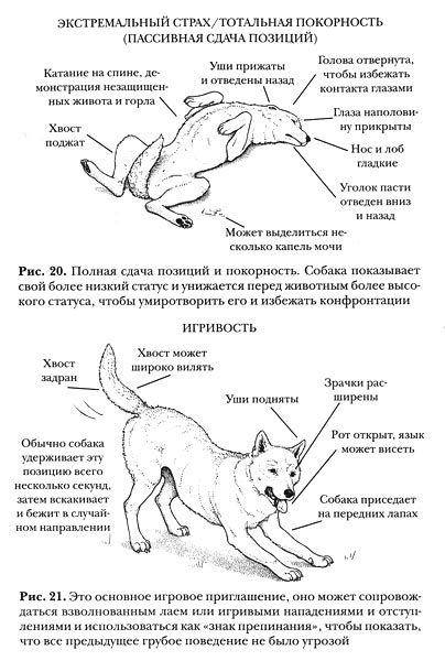Как разговаривать с собакой. Иллюстрация № 18