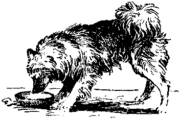 Любитель-собаковод. Иллюстрация № 2