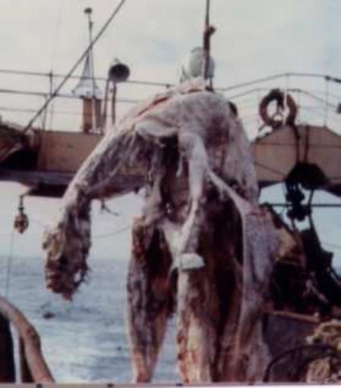 Морское чудовище или акула? Анализ предполагаемой туши плезиозавра, попавшей в сети в 1977 году. Иллюстрация № 1