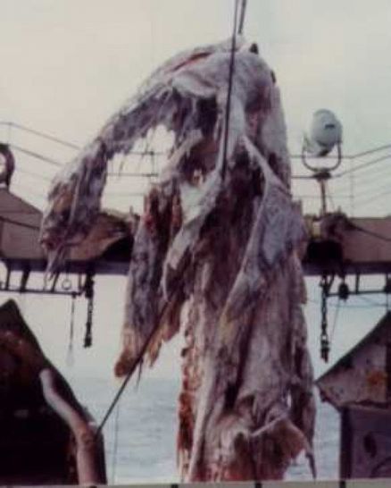 Морское чудовище или акула? Анализ предполагаемой туши плезиозавра, попавшей в сети в 1977 году. Иллюстрация № 2