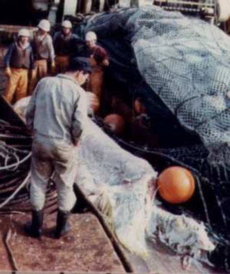 Морское чудовище или акула? Анализ предполагаемой туши плезиозавра, попавшей в сети в 1977 году. Иллюстрация № 4
