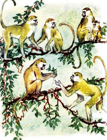У обезьян. Иллюстрация № 1