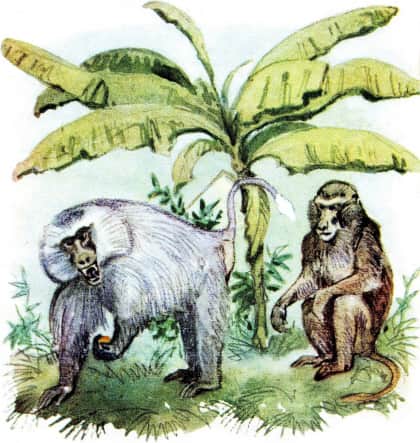 У обезьян. Иллюстрация № 7