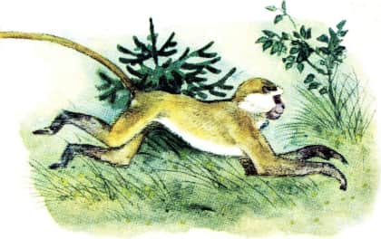 У обезьян. Иллюстрация № 8