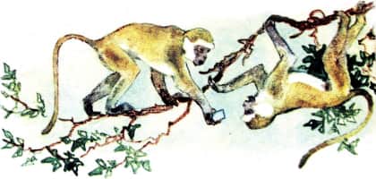 У обезьян. Иллюстрация № 9