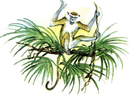 У обезьян. Иллюстрация № 10