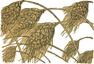 Богатырская пшеница. Иллюстрация № 2