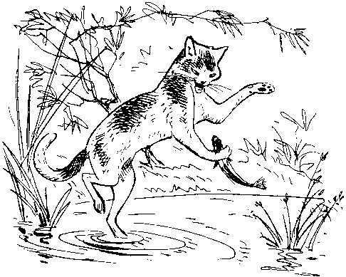 Как кошки ловят рыбу. Иллюстрация № 2