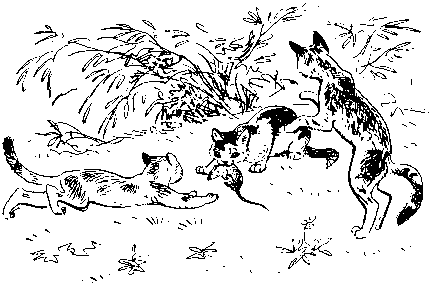 Как кошки ловят рыбу. Иллюстрация № 5