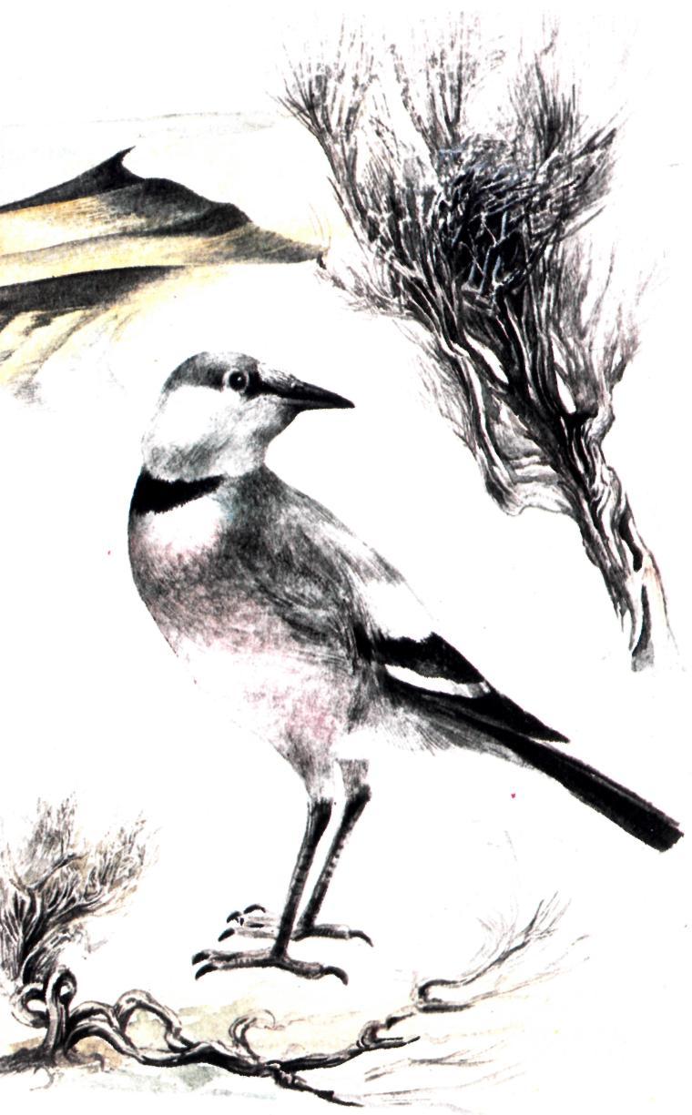 Жорга-торгай — птица-иноходец. Иллюстрация № 1