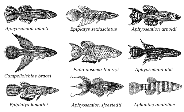 Сезонные рыбы. Иллюстрация № 2