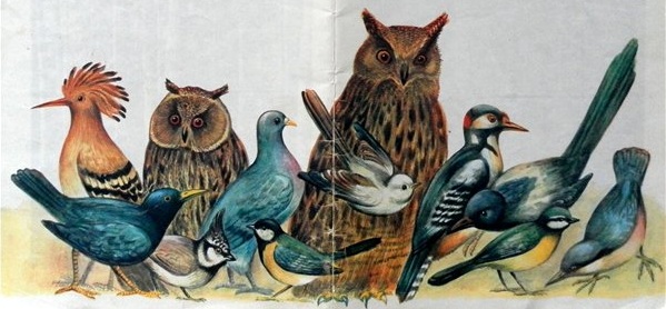 Птицы в нашем лесу. Иллюстрация № 2