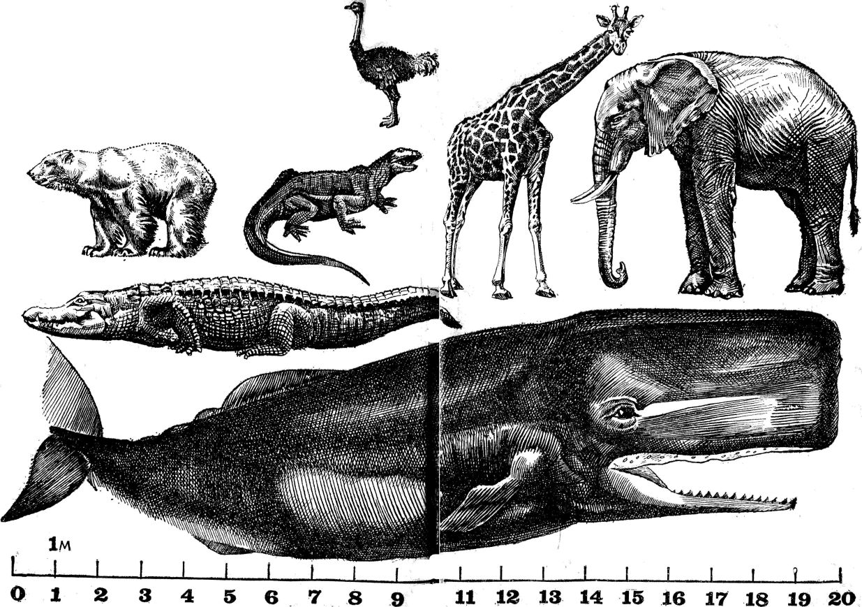 Животные и континенты (Популярная зоогеография). Иллюстрация № 2
