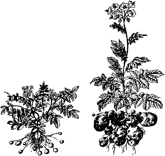 Растения в жизни человека. Иллюстрация № 9