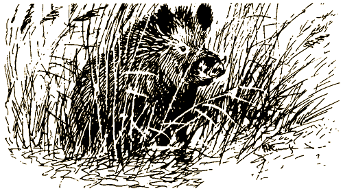 Тигр, олень, женьшень. Иллюстрация № 3