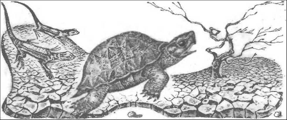 Пять дней из жизни черепахи (сборник). Иллюстрация № 2