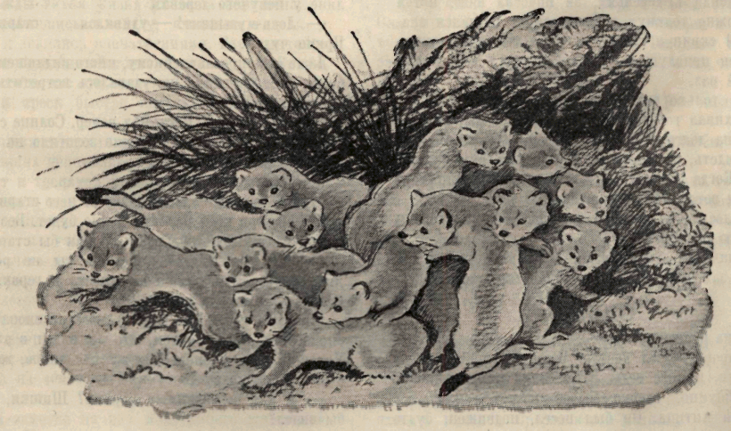 Пионер, 1951 № 06 ИЮНЬ. Иллюстрация № 7