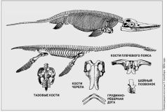 Сказка о палеонтологе-любителе Мэри Эннинг. Иллюстрация № 3