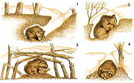 Хищники наших лесов. Иллюстрация № 20