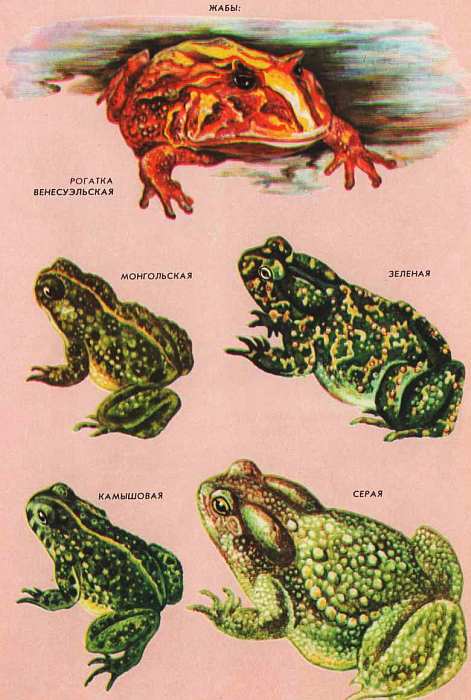 Рептилии и амфибии в живописи. Название всех земноводных на планете.