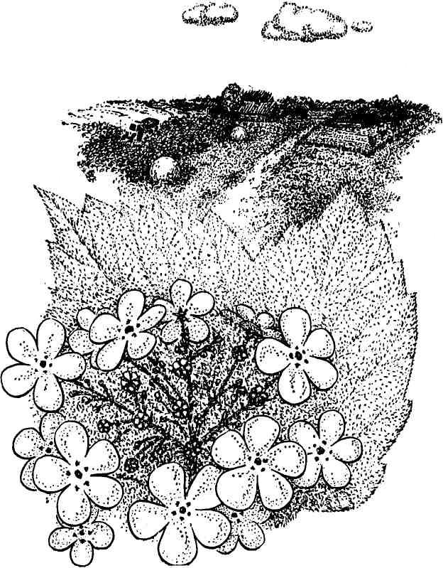 Цветение калины. Иллюстрация № 1