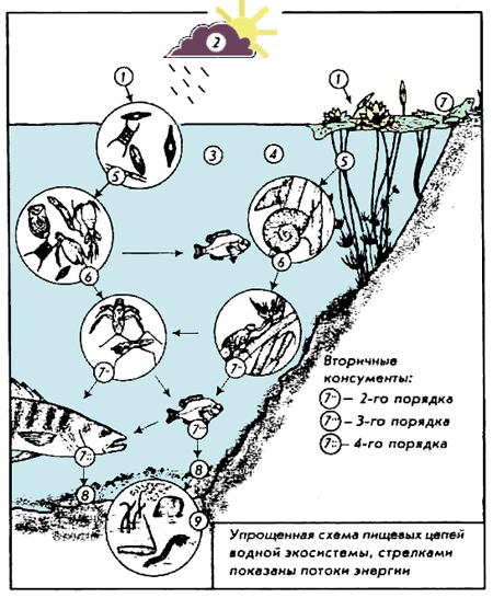 Обитатели водоемов. Иллюстрация № 13