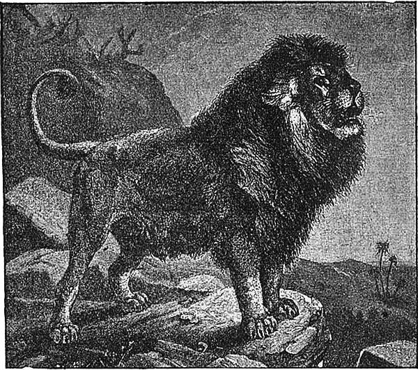 Храбрый лев. Иллюстрация № 4