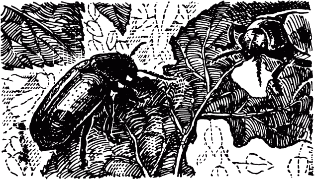 Чем питаются насекомые. Иллюстрация № 4