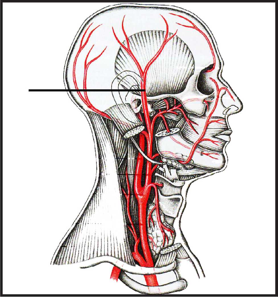 Сосуды на лбу. Общая Сонная артерия топография. Сонная артерианатомия. Сонная артерия анатомия. Грудино-ключично-сосцевидная артерия.
