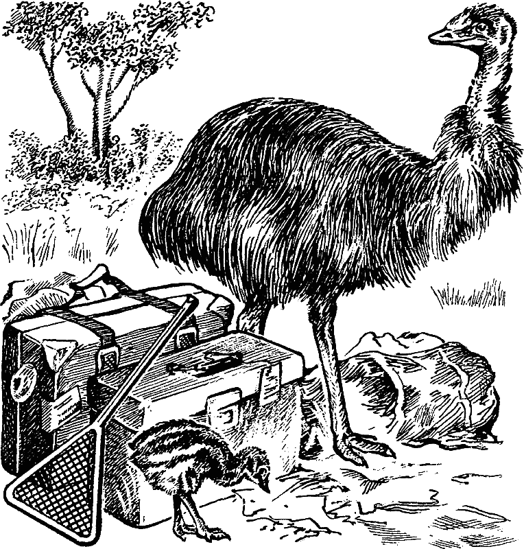 Австралийские этюды. Иллюстрация № 3