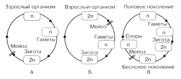 Мейоз в жизненном цикле организмов. Схема жизненных циклов организмов. Схема жизненного цикла организма мейоз. Место мейоза в жизненном цикле организмов. Жизненный цикл клетки схема.