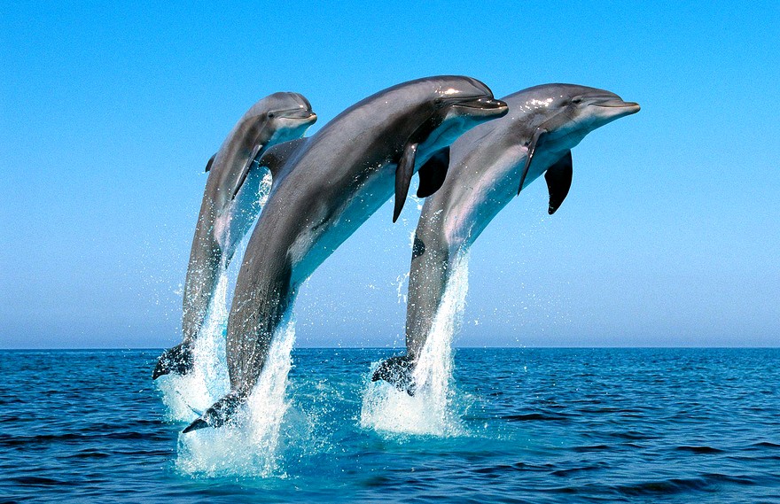 Эти удивительные дельфины (СИ). Иллюстрация № 1
